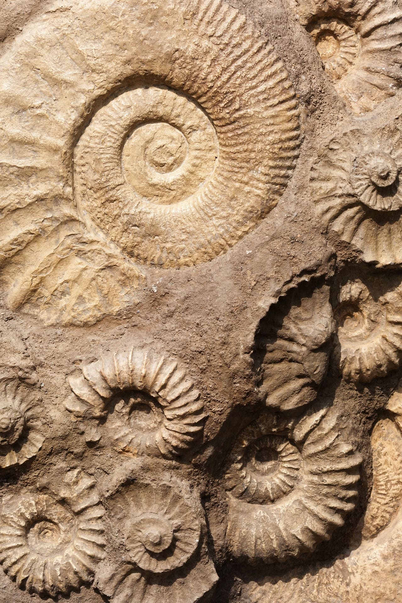 O que é Paleontologia?